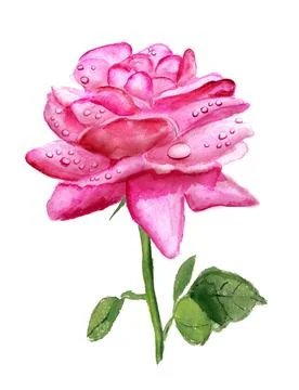Pink rose with dew Stock Illustration