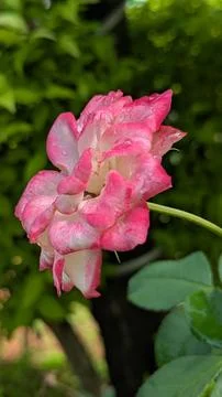 Pink Rose Dew Stock Photos