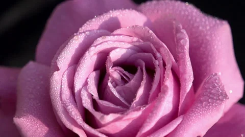Pink Rose in Dewdrops Stock Footage 39621868