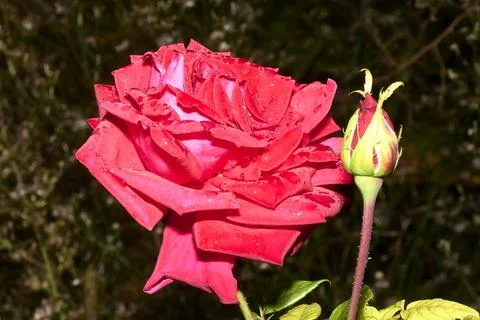 A pink rose with dewdrops. Macro, out of focus Stock Photos