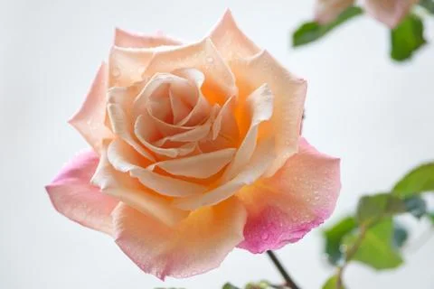Pink Rose with drops Stock Photos