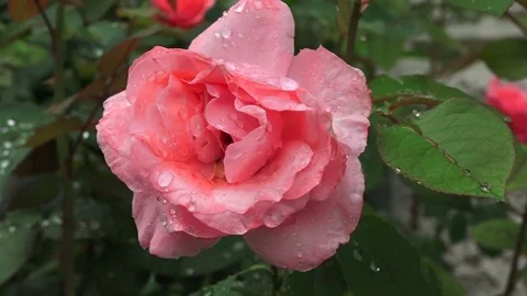 Pink rose with drops slowmo Stock Footage 80351254