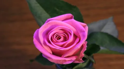 Pink rose fading Stock Footage 10304831