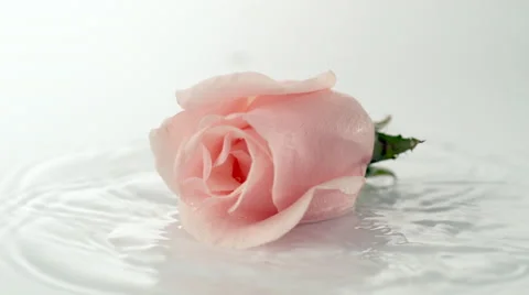 Pink rose falling on water surface. Slow Motion. Stock Footage 51826501