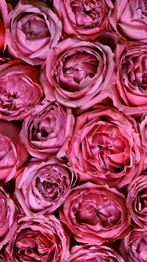Pink Rose Flower Background Vertical Video 스톡 동영상 345086889