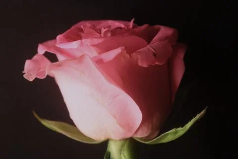 Pink Rose Flower In The Black Background Stock Photos