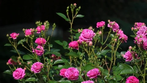 Pink rose flower dark background hd footage Stock Footage 109484648