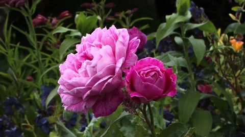 Pink Rose Flower 스톡 동영상 45270656