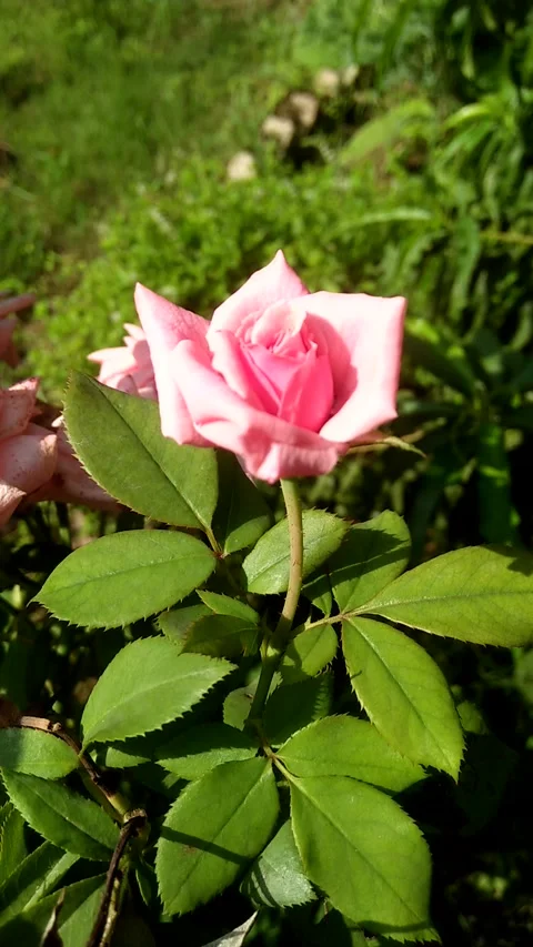 Pink Rose Flower Stock Footage 158347629