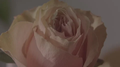 Pink  Rose Flower Stock Footage 170773120