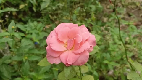 Pink Rose Flower Video stock 208310317