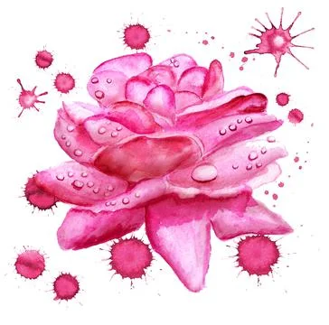 Pink rose flower Stock Illustration