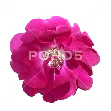 Pink rose  flower on isolate background PSD Template