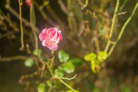 Pink rose flower opening Stock Photos