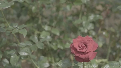 Pink rose flower or red rose flower Stock Footage 99751122