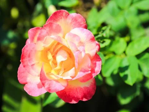 Pink rose flower Stock Photos