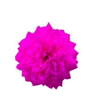 Pink rose flower Stock Photos