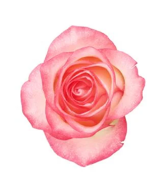 Pink Rose Flower Stock Photos