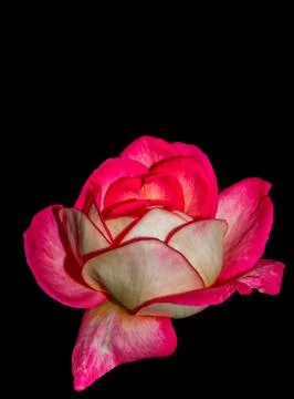 Pink rose flower Stock Photos