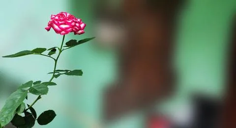 Pink rose flower Stock Photos