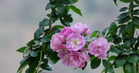 Pink rose flower tree Stock Footage 159345140