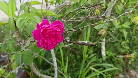 Pink rose flower viewed from the front Stock-Footage 342092121