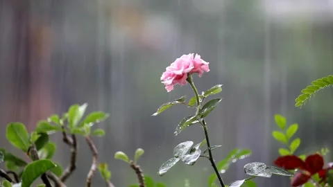 Pink Rose Flower which is blooming with a light rain background Stock Footage 245531393