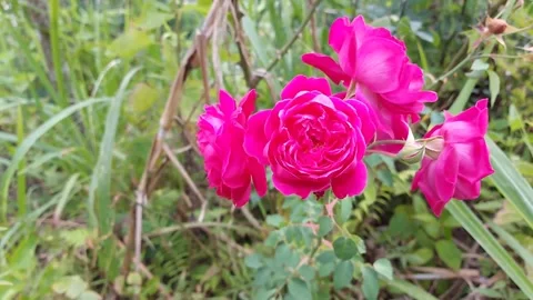 Pink rose flowers Stock Footage 285494986
