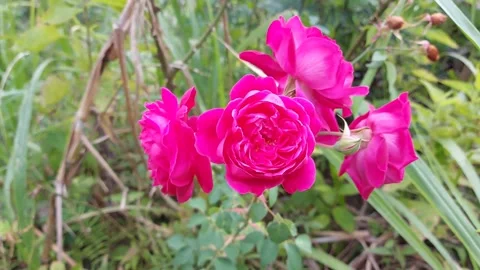 Pink rose flowers Stock Footage 285496430