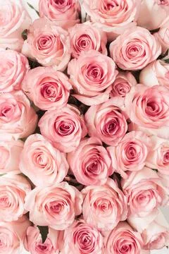 Pink rose flowers pattern background. Top view floral texture. Stock Photos