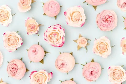 Pink rose flowers pattern on a blue background. Stock Photos