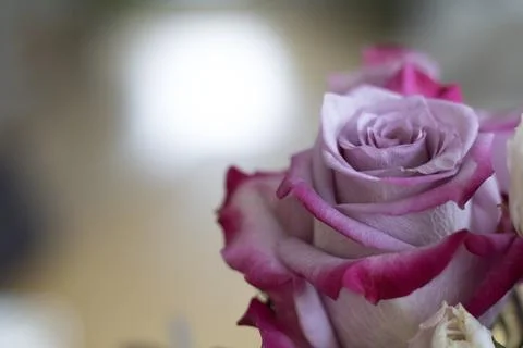 Pink rose flowers Stock Photos