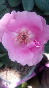 Pink Rose Flowers Stock Photos