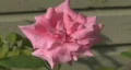 Pink Rose HD Footage
