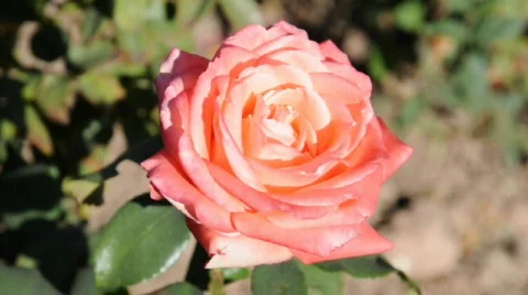 Pink Rose Видео 296235