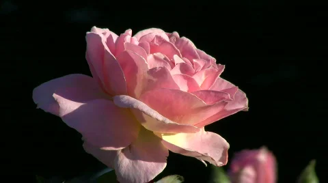 Pink rose Stock-Footage 327038