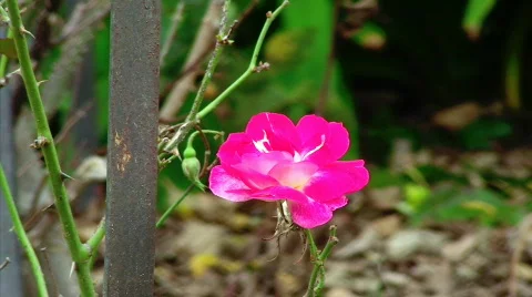 Pink Rose Stock Footage 631605