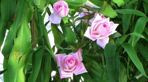 Pink rose Stock Footage 665295
