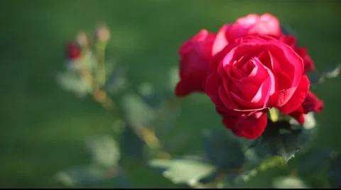 Pink rose Stock Footage 921096