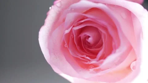 Pink Rose Video stock 10700097