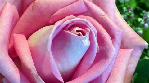 Pink rose Stock Footage 11238492