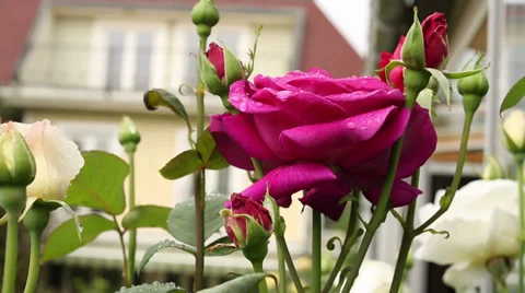 Pink rose Stock Footage 34505944