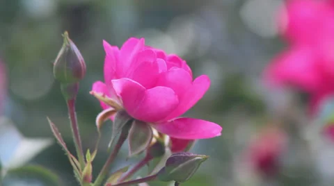 Pink rose Stock Footage 35660798