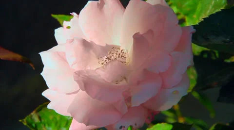 Pink rose Stock Footage 39763393