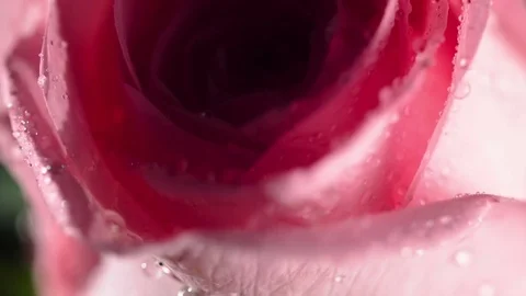 Pink Rose Video stock 78672920