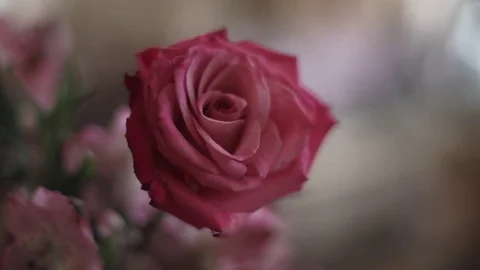 Pink Rose Stock Footage 82542383