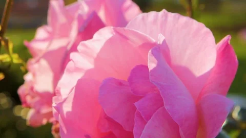 Pink rose Video stock 89576672