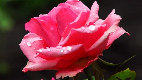 Pink Rose Video stock 92127736