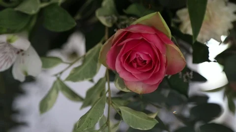 Pink Rose Stock-Footage 114886574