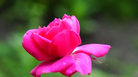 Pink Rose Stock Footage 136909862